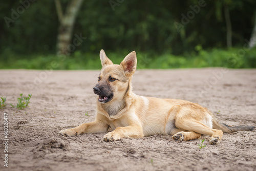 Mongrel dog of red color lies on its stomach on the grass, stretching its front paws forward. Spring