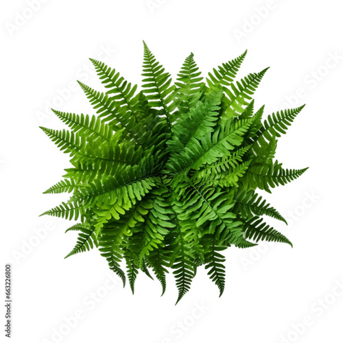 fern leaf plant isolated on transparent background, Eagle fern plant close up image clipart PNG, botanical forest fern