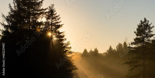 sunrise in pine forest 