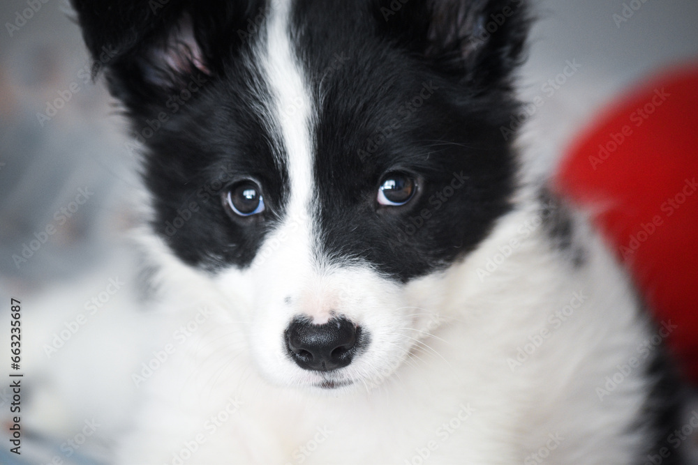 Border Collie puppy- Cachorro- Baby
