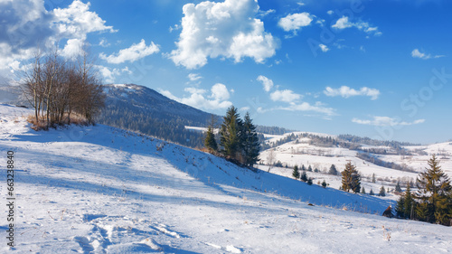 winter landscape of mountainous countryside. trees on snow covered rural fields on the hills. sunny weather on a frosty day