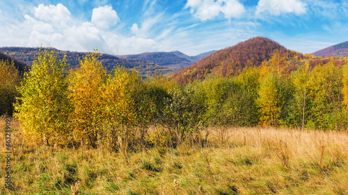 trees in colorful foliage on the grassy hill. beautiful autumn landscape in mountains on a sunny day. carpathian countryside in fall season