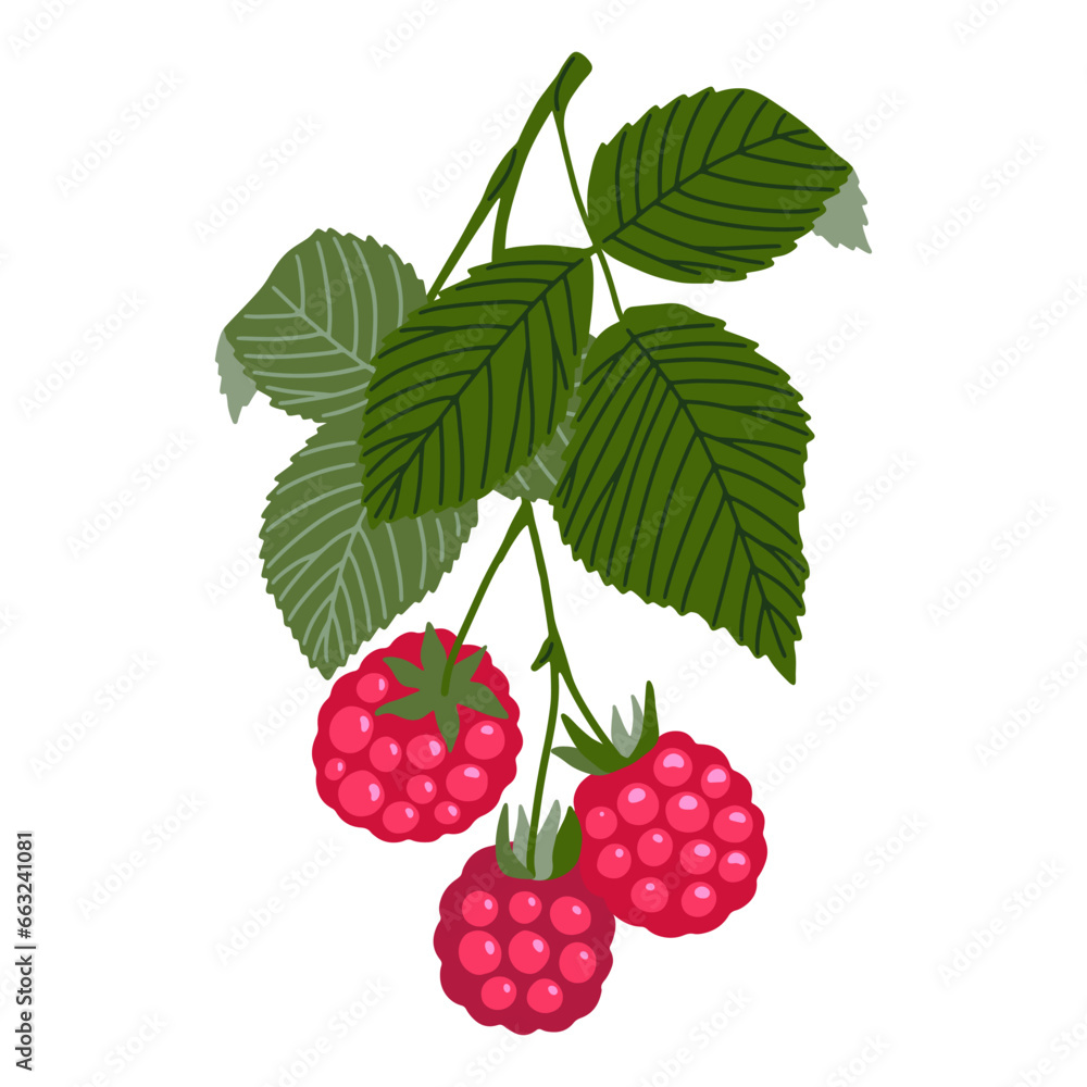 Obraz premium Raspberry vector illustration. Hand drawn branch with red ripe forest berries with leaves isolated on white background. Sweet northern healthy food drawing for packaging, print