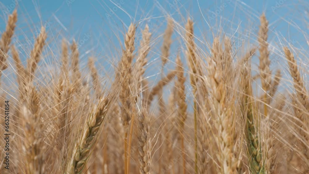 Agriculture. Golden ears of wheat sway in the light wind. Wheat in the field swaying in the wind close-up. Wheat ears on a background of blue sky. Wheat harvest in agriculture Agriculture. Golden ears of wheat sway in the light wind. Wheat in the field swaying in the wind close-up. Wheat ears on a background of blue sky. Wheat harvest in agriculture