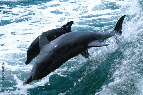 Dolphins jumping out of the water off the coast of Clearwater Beach in Florida