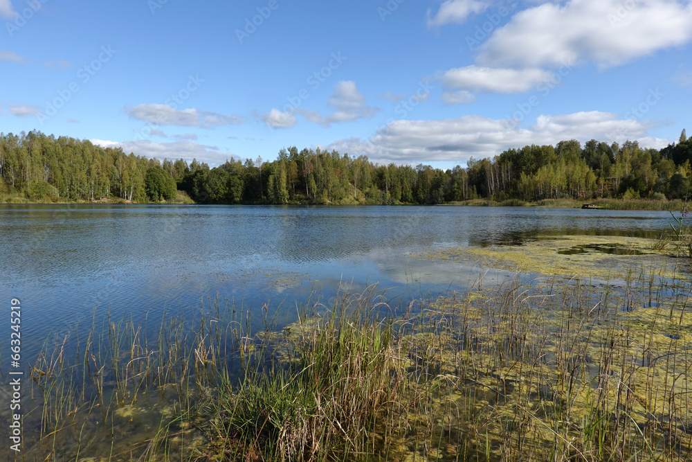 Beautiful countryside autumn landscape with backwater on still lake edge and birch forest after it under blue sky with soft clouds