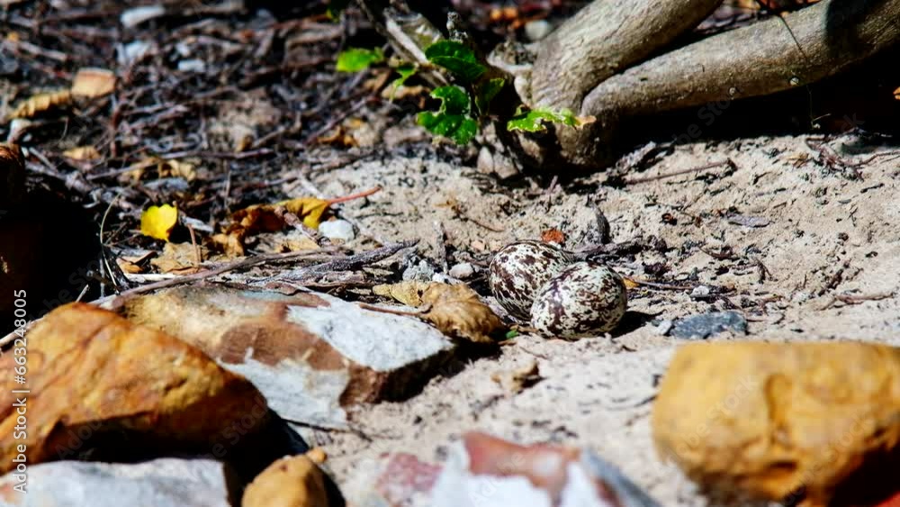 Deserted speckled eggs in sandy nest of Spotted thick-knee bird. Close tilt-up