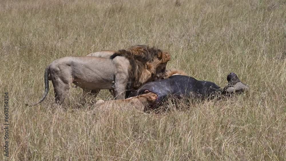 Lion pride feeding on a Cape buffalo Lion pride feeding on a Cape buffalo