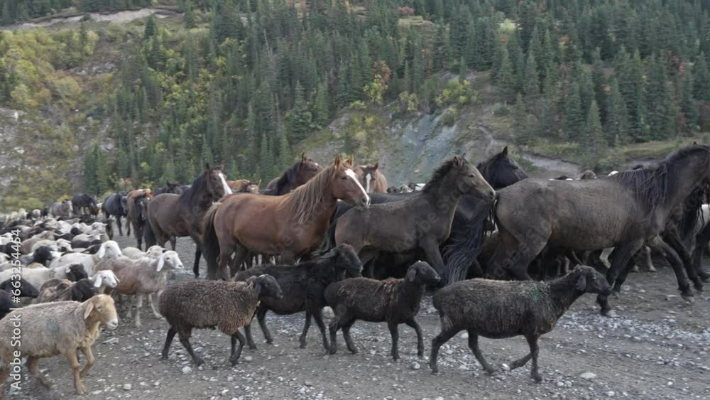 Shepherds with a flock of sheep and goats in the mountains of Kyrgyzstan Shepherds with a flock of sheep and goats in the mountains of Kyrgyzstan