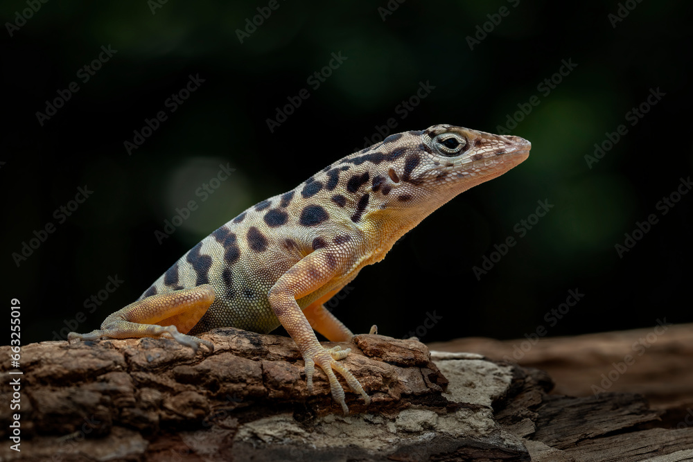Saba Anole or Saban Anole (Anolis sabanus) is endemic to the island of Saba, in the Caribbean Lesser Antilles. Saba Anole or Saban Anole (Anolis sabanus) is endemic to the island of Saba, in the Caribbean Lesser Antilles.