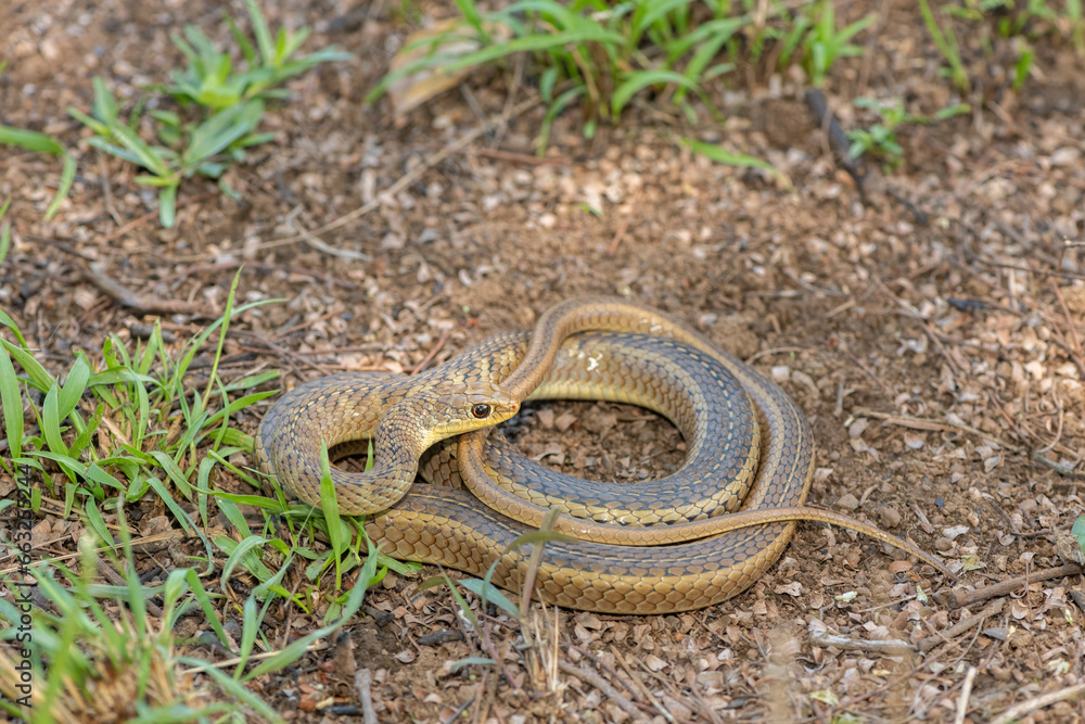 Obraz premium Cute Short-snouted Grass Snake (Psammophis brevirostris) curled up on the ground in the wild 