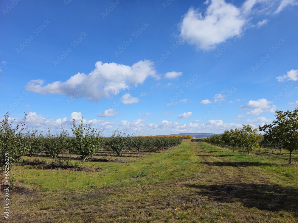 Fototapeta premium A grassy field with trees and blue sky