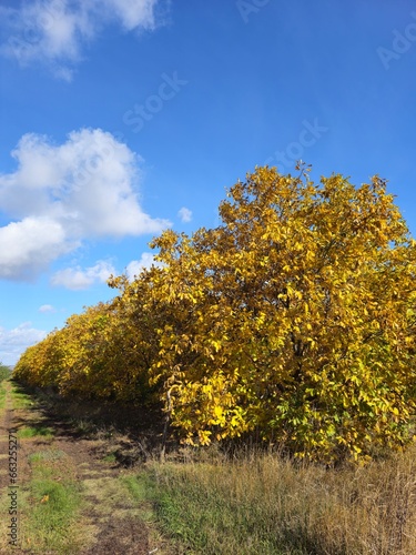A tree with yellow leaves