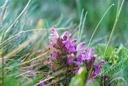 Lousewort (Pedicularis rosea) on the alpine meadows of the Altai Mountains. Semi-parasitic, mainly perennial grasses photo