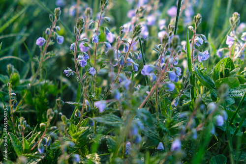 Thyme-leaved Speedwell - Veronica serpyllifolia Mass of Small Blue Flowers, flowers in the grass photo