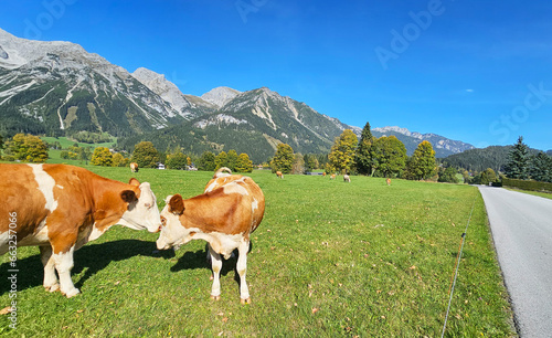 Kühe auf der Weide © bettina sampl
