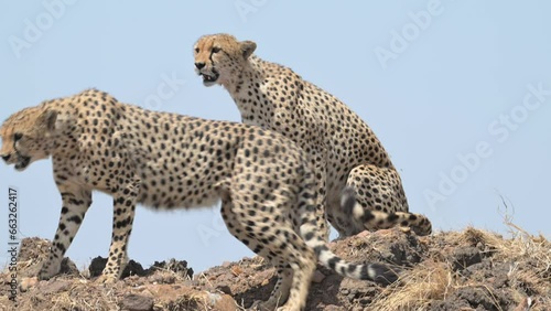 Cheetahs Sitting on a hill and looking around in Masai Mara Kenya