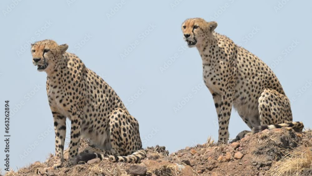 Cheetahs Sitting on a hill and looking around in Masai Mara Kenya Cheetahs Sitting on a hill and looking around in Masai Mara Kenya