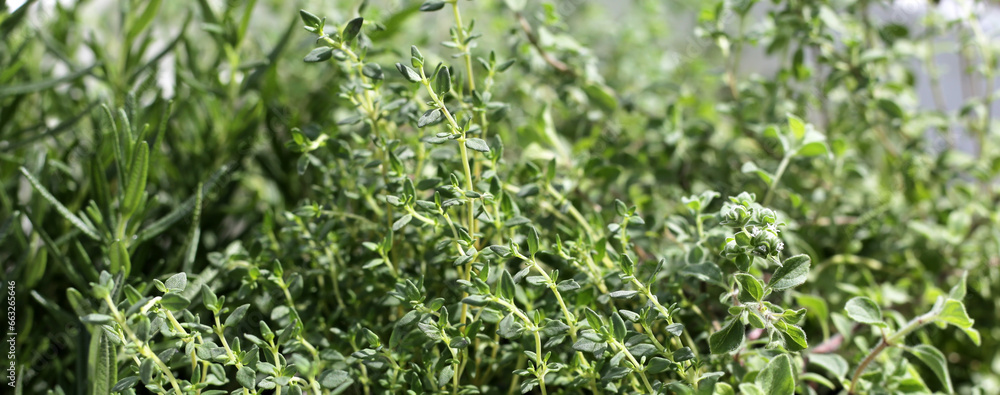 Fresh herbs in the garden Fresh herbs in the garden