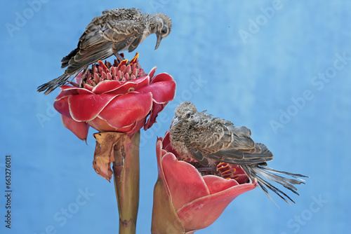 Two young turtledoves are foraging on torch ginger flowers that are in full bloom. This bird has the scientific name Geopelia striata. photo