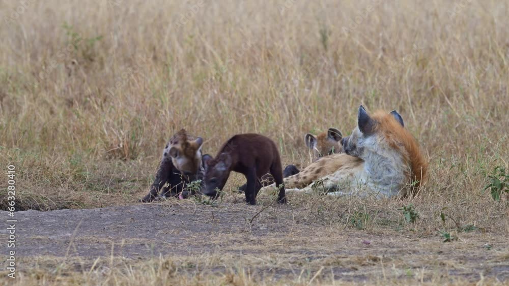 Spotted hyena mother and cubs in Maasai Mara National Reserve Spotted hyena mother and cubs in Maasai Mara National Reserve