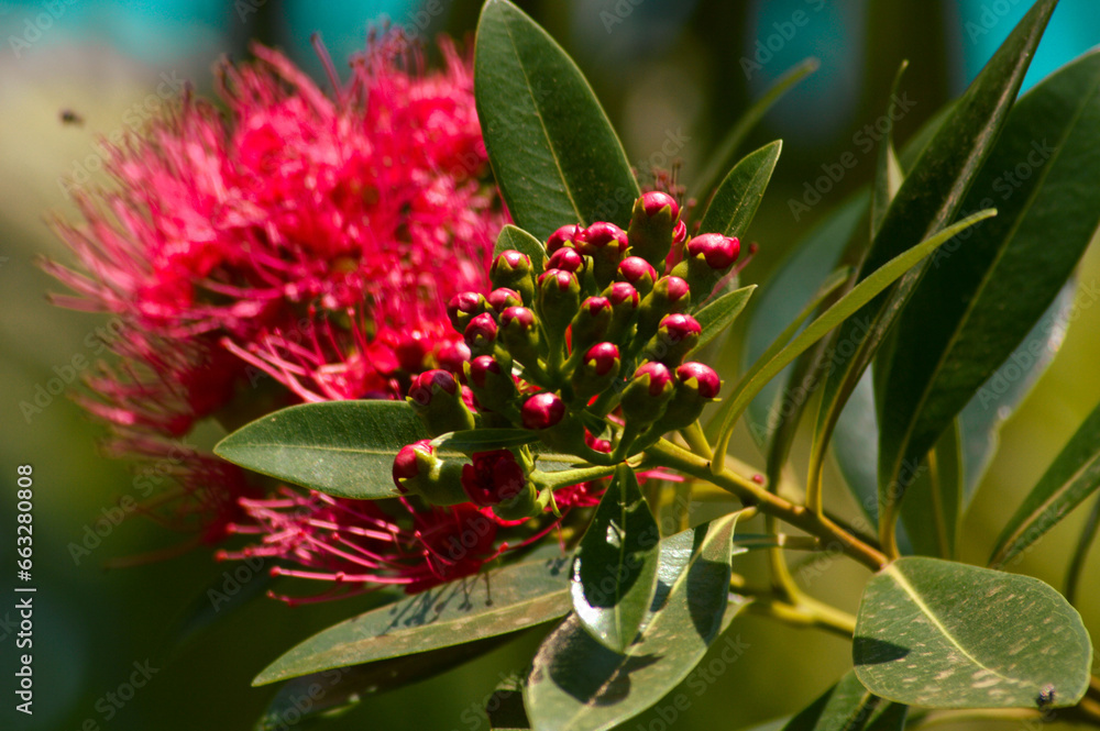 Close-up Natural Beauty Dark Shiny Red Golden Penda Flower Buds Among The Leaves Under The Sunlight Close-up Natural Beauty Dark Shiny Red Golden Penda Flower Buds Among The Leaves Under The Sunlight