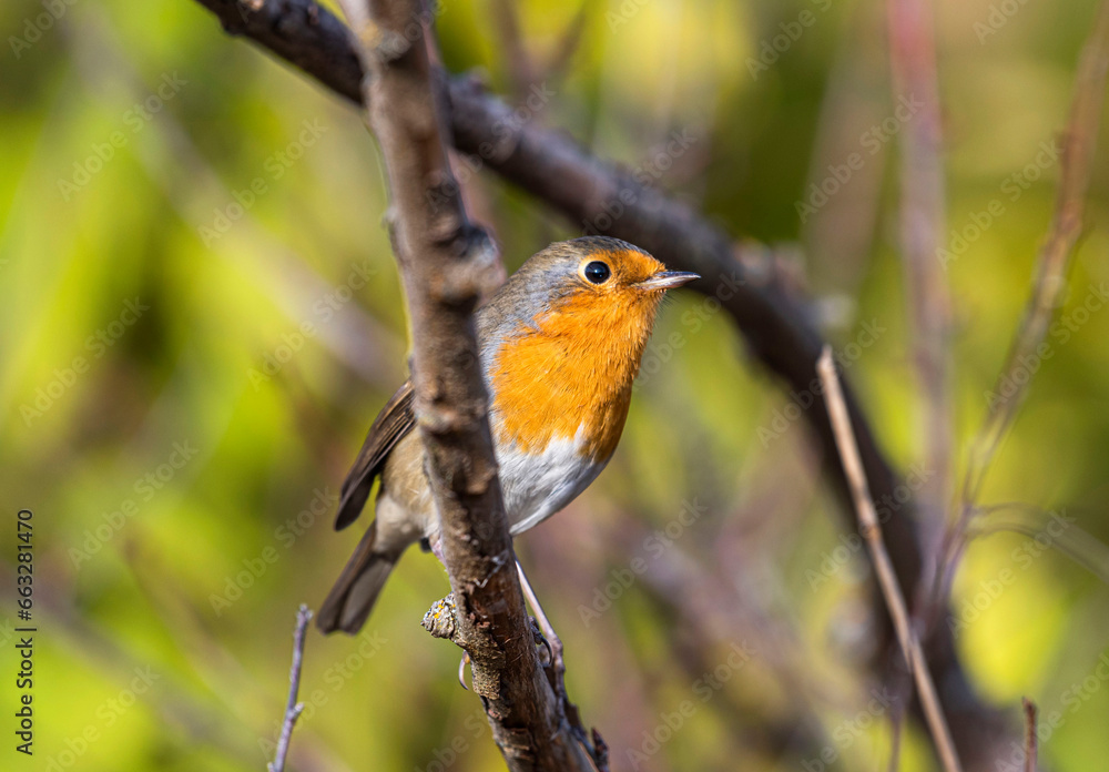 A small orange-breasted robin songbird sits on a bush branch.