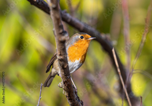 A small orange-breasted robin songbird sits on a bush branch. © Alex