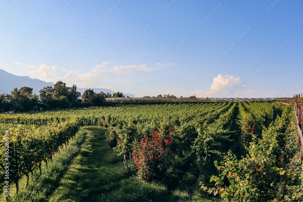 Vineyards in the mountains in South Tyrol in northern Italy, about 15 km south of Bolzano, Pinot Noir Trail