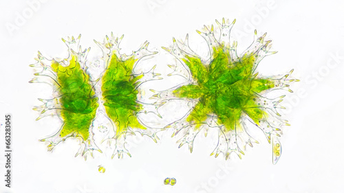 Fotografie Freshwater microalgae, Staurastrum sp. Live cell. Stacked image