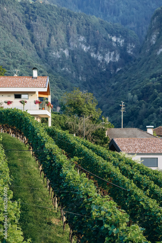 Vineyards in the mountains in South Tyrol in northern Italy, about 15 km south of Bolzano, Pinot Noir Trail
