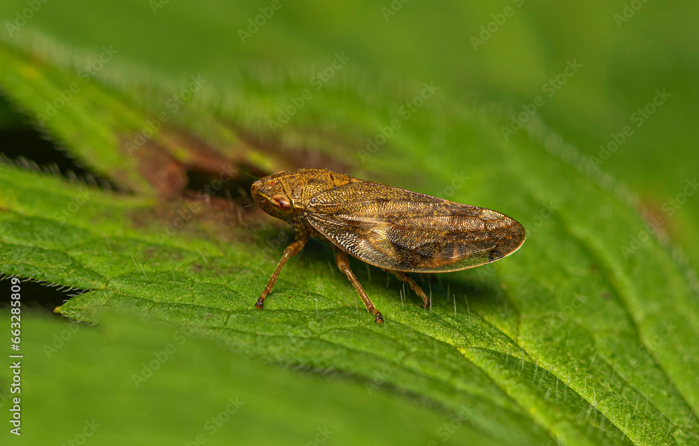 A small spotted light brown cicada crawls along a green leaf. A small spotted light brown cicada crawls along a green leaf.