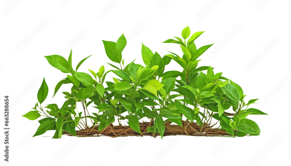 Fototapeta premium plant isolated on transparent background cutout