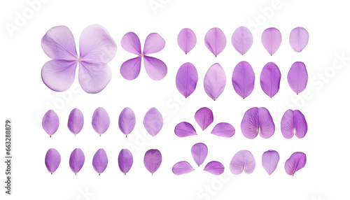 purple petals isolated on transparent background cutout