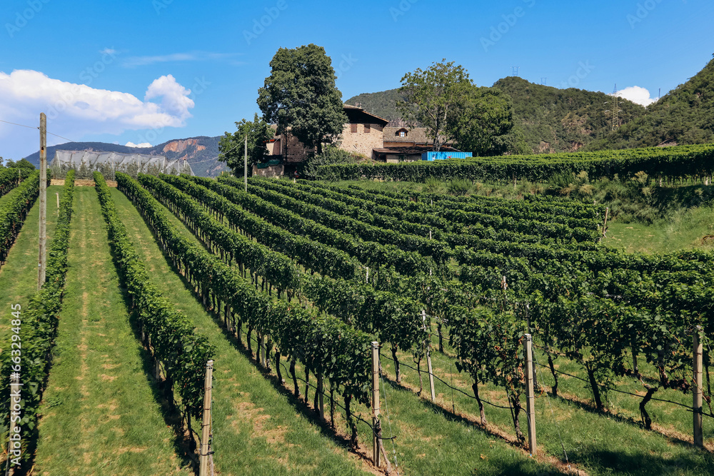 Pinot Noir Trail - the wine and culture trail is located in the famous Pinot Noir area, on the edge of the Monte Corno Nature Park