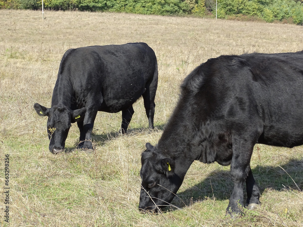 Two black angus cows graze on pasture Two black angus cows graze on pasture