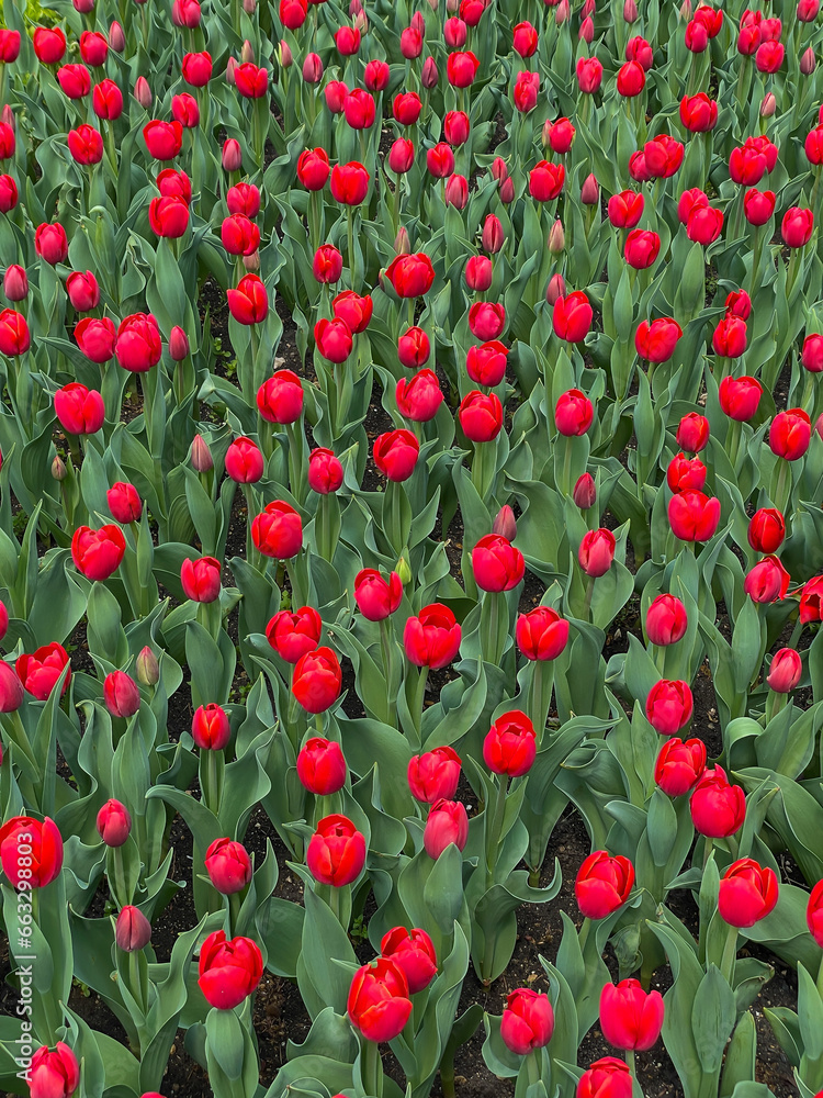 Fototapeta premium red tulips in a flowerbed in a park on the street as a backdrop