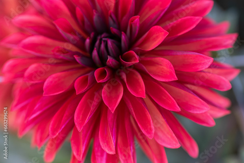 Beautiful red Dahlia flower macro with darker center © MyVision 