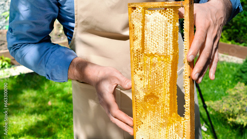 Production of organic honey from linden, rapeseed, acacia, phacelia, buckwheat. A beekeeper holds a frame with honey in his hands in the summer garden. Juicy honeycombs with liquid honey close-up.