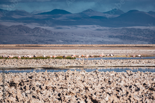 landscape in the Atacama desert with falmingos in blue lagoons and mountains