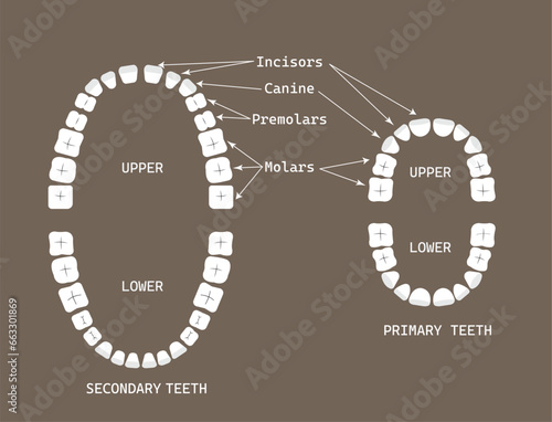 Set of human tooth & jaw anatomy, location of teeth in humans - adult & children, template & concept for dental clinic., vector illustration set,  EPS 10