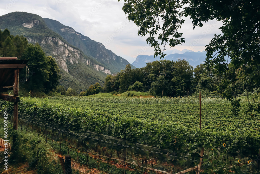 Vineyards in the mountains in South Tyrol in northern Italy, about 15 km south of Bolzano.