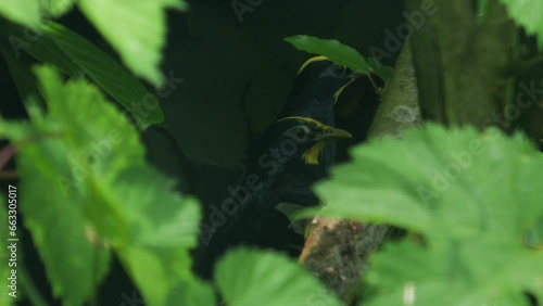 Golden-crested Myna, Ampeliceps coronatus. Germany photo