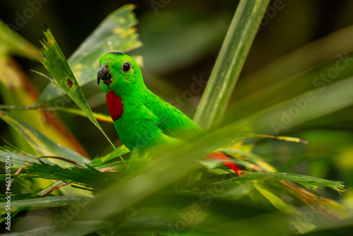 Blue-crowned Hanging-parrot - Loriculus galgulus, beautiful green and red small parrot from Eastern Asian forests and woodlands, Malaysia.