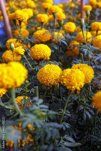 Plantation of beautiful orange marigold flowers in the field, Booming yellow marigold flower garden plantation,close-up