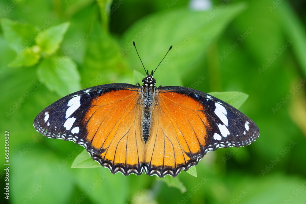 plain tiger found in the garden. plain tiger found in the garden.