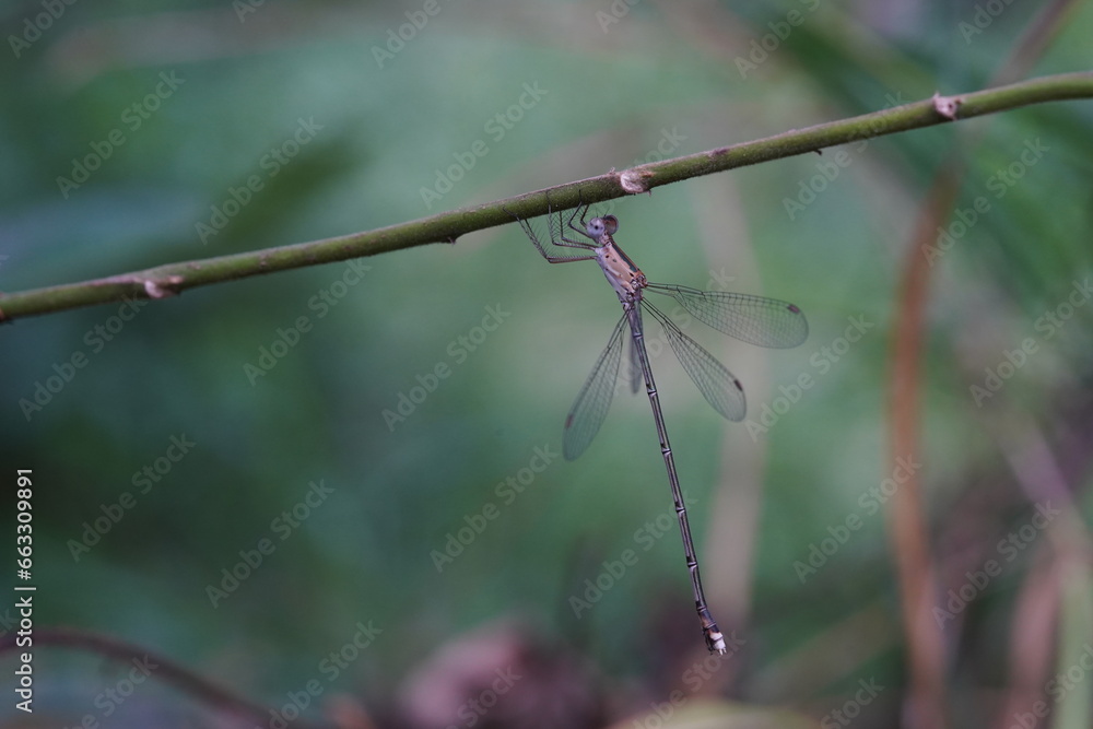 Dragonflies found in the forest. Dragonflies found in the forest.
