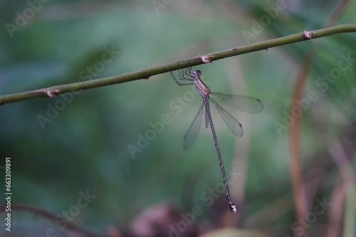 Dragonflies found in the forest. © meechai39