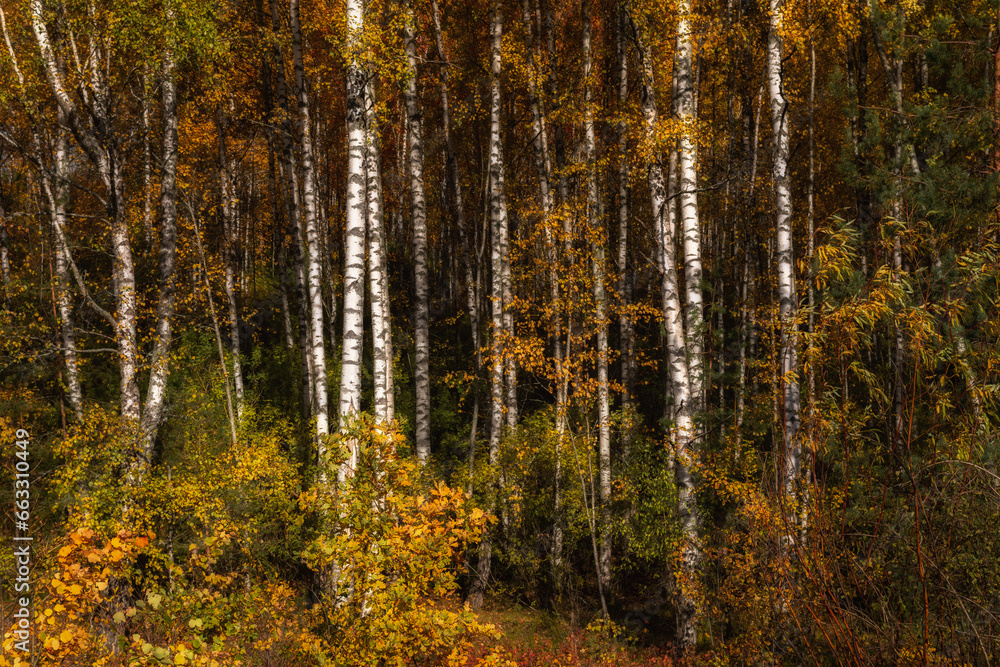 autumn birch forest with white tree trunks and multicolor leaves. vibrant color of October. side view autumn birch forest with white tree trunks and multicolor leaves. vibrant color of October. side view
