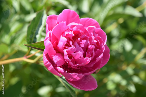 Dark Pink Peony Flowering and Blooming in the Summer